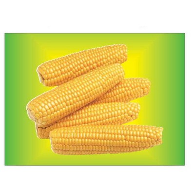 Corn On Cob Metal Photo Magnet (2½"x3½")