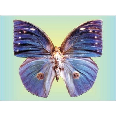 Blue Butterfly Rectangle Metal Photo Magnet (2"x3")