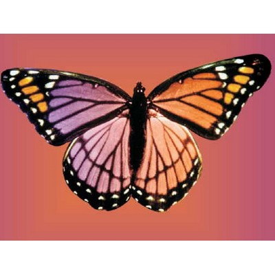 Purple & Pink Butterfly Metal Photo Magnet (2 1/2"x2 1/2")