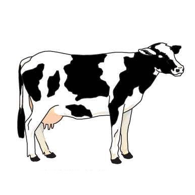 Cow Executive Magnet w/Full Magnetic Back (4 Square Inch)