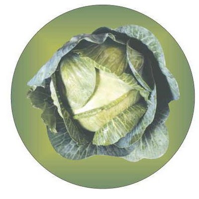 Cabbage Round Badge w/ Bar Pin (2 1/2" Diameter)