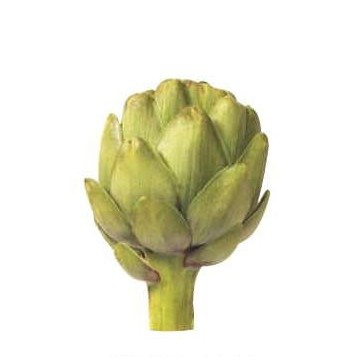 Artichoke Round Badge w/ Bar Pin (2 1/2" Diameter)