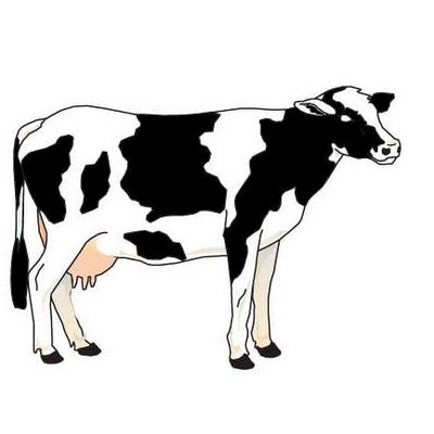Cow Maxi Magnet (10 Square Inch)
