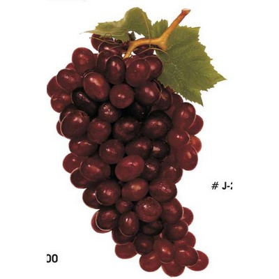 Purple Grapes Acrylic Coaster w/Felt Back