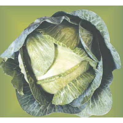Cabbage Metal Photo Magnet (2 1/2"x2 1/2")