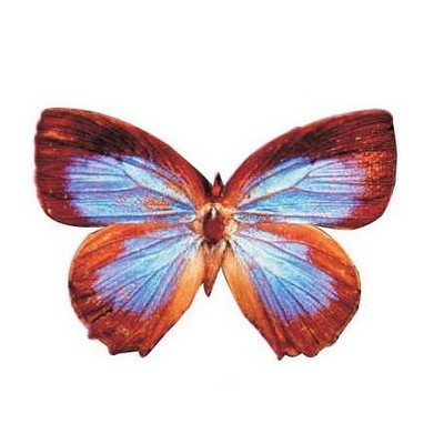 Blue & Brown Butterfly Magnet w/ Full Magnetic Back (4 Square Inch)