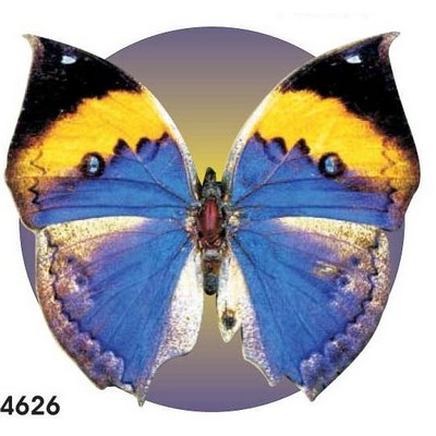 Black & Blue Butterfly Acrylic Coaster w/Felt Back