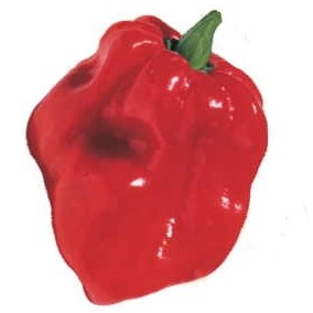 Red Habanero Pepper Promotional Magnet w/ Strip Magnet (10 Square Inch)