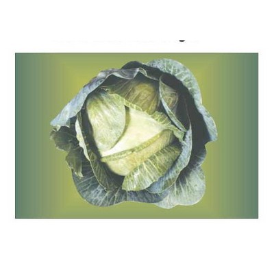 Cabbage Rectangle Badge w/ Bar Pin (2"x3")