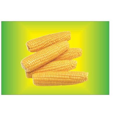 Corn On Cob Rectangle Badge w/Bar Pin (2"x3")
