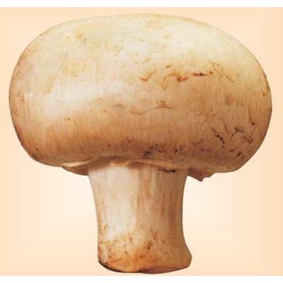 Mushroom Metal Photo Magnet (2 1/2"x2 1/2")