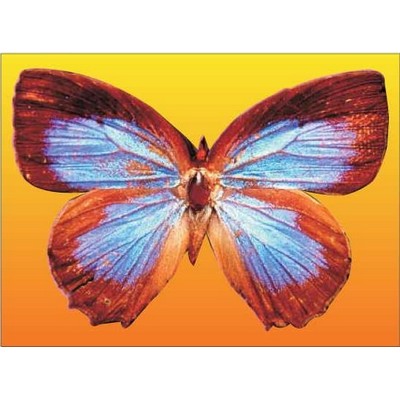 Blue & Brown Butterfly Metal Photo Magnet (2 1/2"x3 1/2")