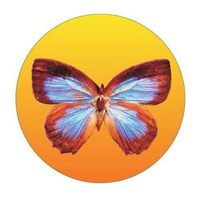 Blue & Brown Butterfly Round Metal Photo Magnet (2 1/2")