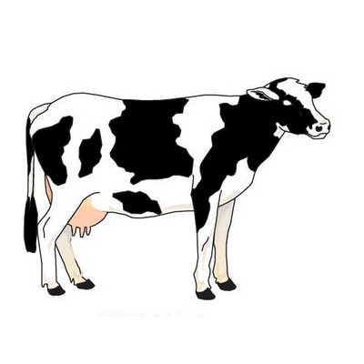 Cow Maxi Magnet (2 Square Inch)