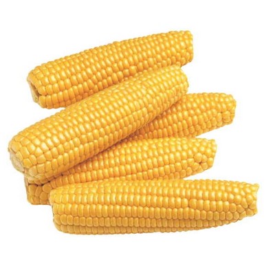 Corn On Cob Maxi Magnet (4 Square Inch)