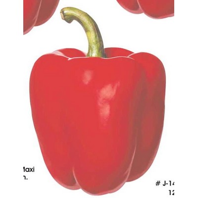 Red Bell Pepper Maxi Magnet (10 Square Inch)