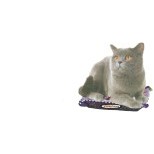 Chartreux Cat Lapel Pin