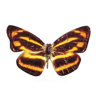 Brown & Yellow Butterfly Magnet w/ Full Magnetic Back (2 Square Inch)