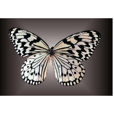 Black & White Butterfly Rectangle Metal Photo Magnet (2"x3")