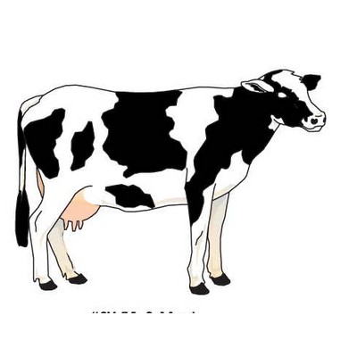 Cow Maxi Magnet (4 Square Inch)