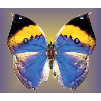 Black & Blue Butterfly Metal Photo Magnet (2 1/2"x2 1/2")