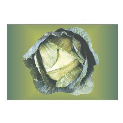 Cabbage Rectangle Metal Photo Magnet (2"x3")
