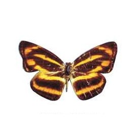 Brown & Yellow Butterfly Lapel Pin