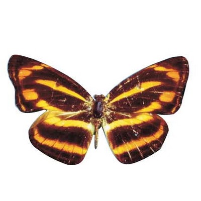 Brown & Yellow Butterfly Magnet w/ Full Magnetic Back (10 Square Inch)