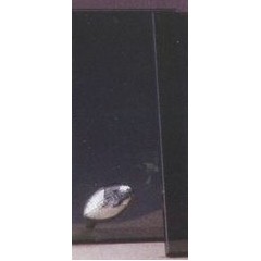 Silver Football Smoked Glass Award w/Silver Plastic Plaque Mounts (6"x8.5")