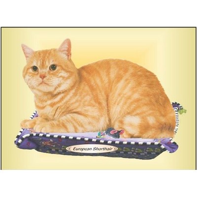 European Shorthair Cat Rectangle Badge w/ Bar Pin (2"x3")