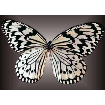 Black & White Butterfly Metal Photo Magnet (2 1/2"x2 1/2")