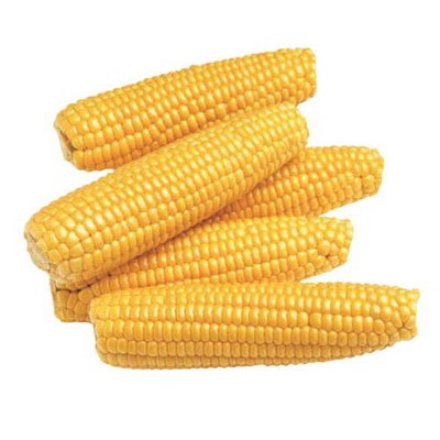 Corn On Cob Maxi Magnet (2 Square Inch)
