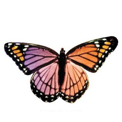 Purple & Pink Butterfly Magnet w/ Full Magnetic Back (12 Square Inch)