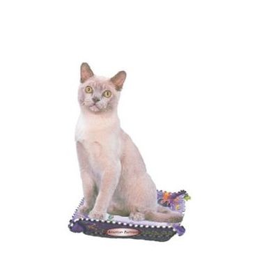 American Burmese Cat Executive Magnet w/ Full Magnetic Back (6 Square Inch)
