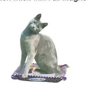 Russian Blue Cat Executive Magnet w/ Full Magnetic Back (12 Square Inch)