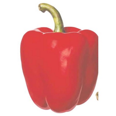 Red Bell Pepper Maxi Magnet (4 Square Inch)