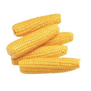 Corn On Cob Executive Magnet w/Full Magnetic Back (6 Square Inch)