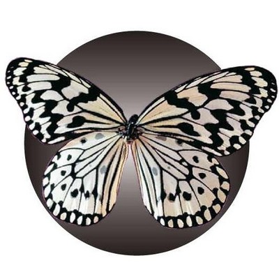 Black & White Butterfly Acrylic Coaster w/Felt Back