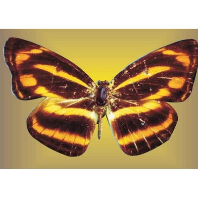 Brown & Yellow Butterfly Metal Photo Magnet (2 1/2"x2 1/2")