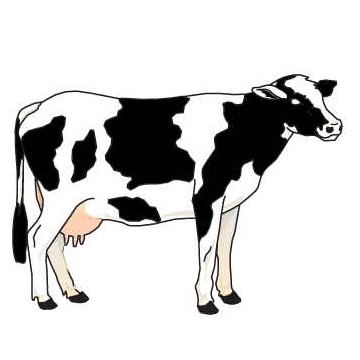 Cow Executive Magnet w/Full Magnetic Back (10 Square Inch)