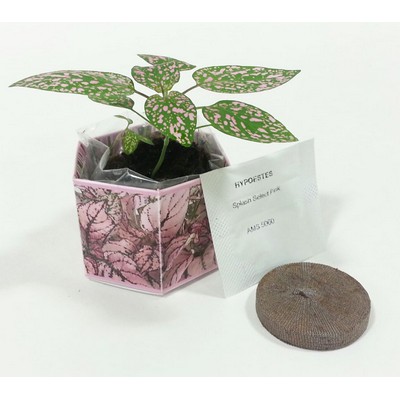 SeedGems™ Paper Planter® Hypoestes 'Polka Dot Houseplant' Biodegradable Grow Kit