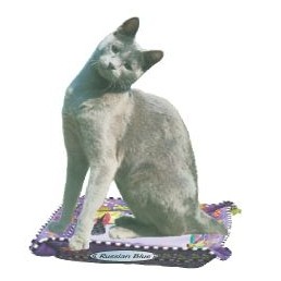 Russian Blue Cat Executive Magnet w/ Full Magnetic Back (10 Square Inch)