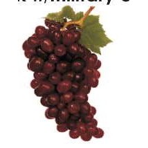 Purple Grapes Lapel Pin