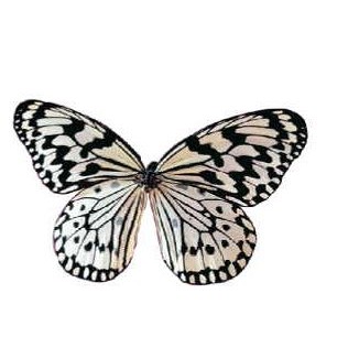 Black & White Butterfly Magnet w/ Full Magnetic Back (12 Square Inch)