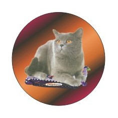 Chartreux Cat Round Metal Photo Magnet w/ Full Magnetic Back