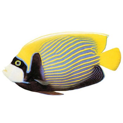 Tropical Fish Acrylic Coaster w/Felt Back