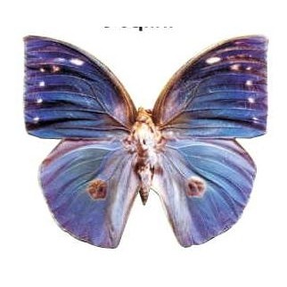 Blue Butterfly Executive Magnet w/ Full Magnetic Back (3 Square Inch)