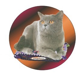 Chartreux Cat Acrylic Coaster w/Felt Back