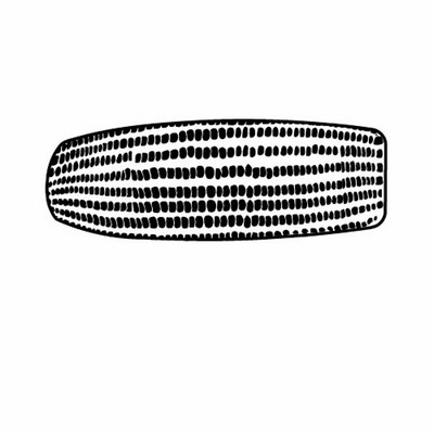 Magnet - Corn Cob - Full Color