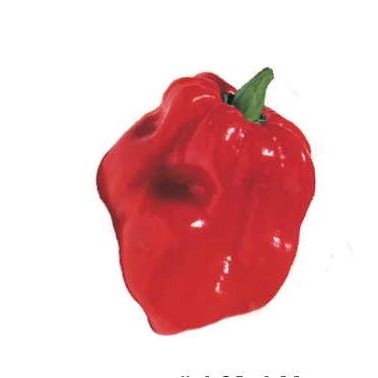 Red Habanero Pepper Promotional Magnet w/ Strip Magnet (2 Square Inch)